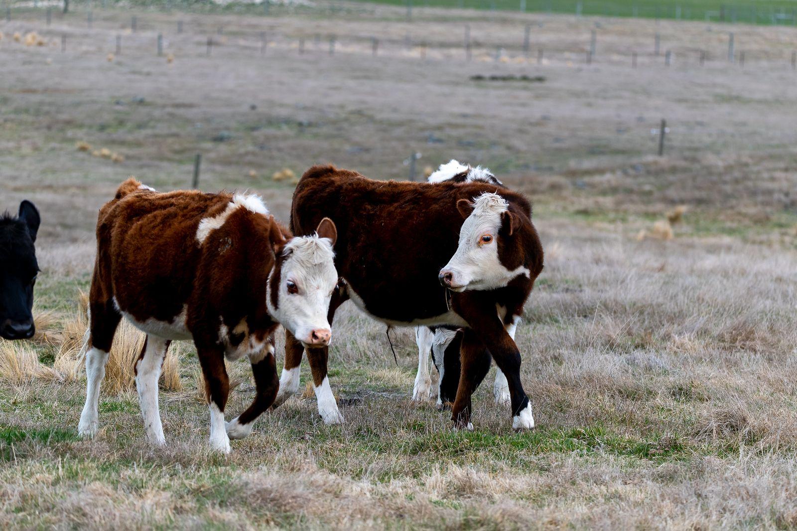 Gina Rinehart Builds Massive Cattle Empire Beyond Iron Ore Mining