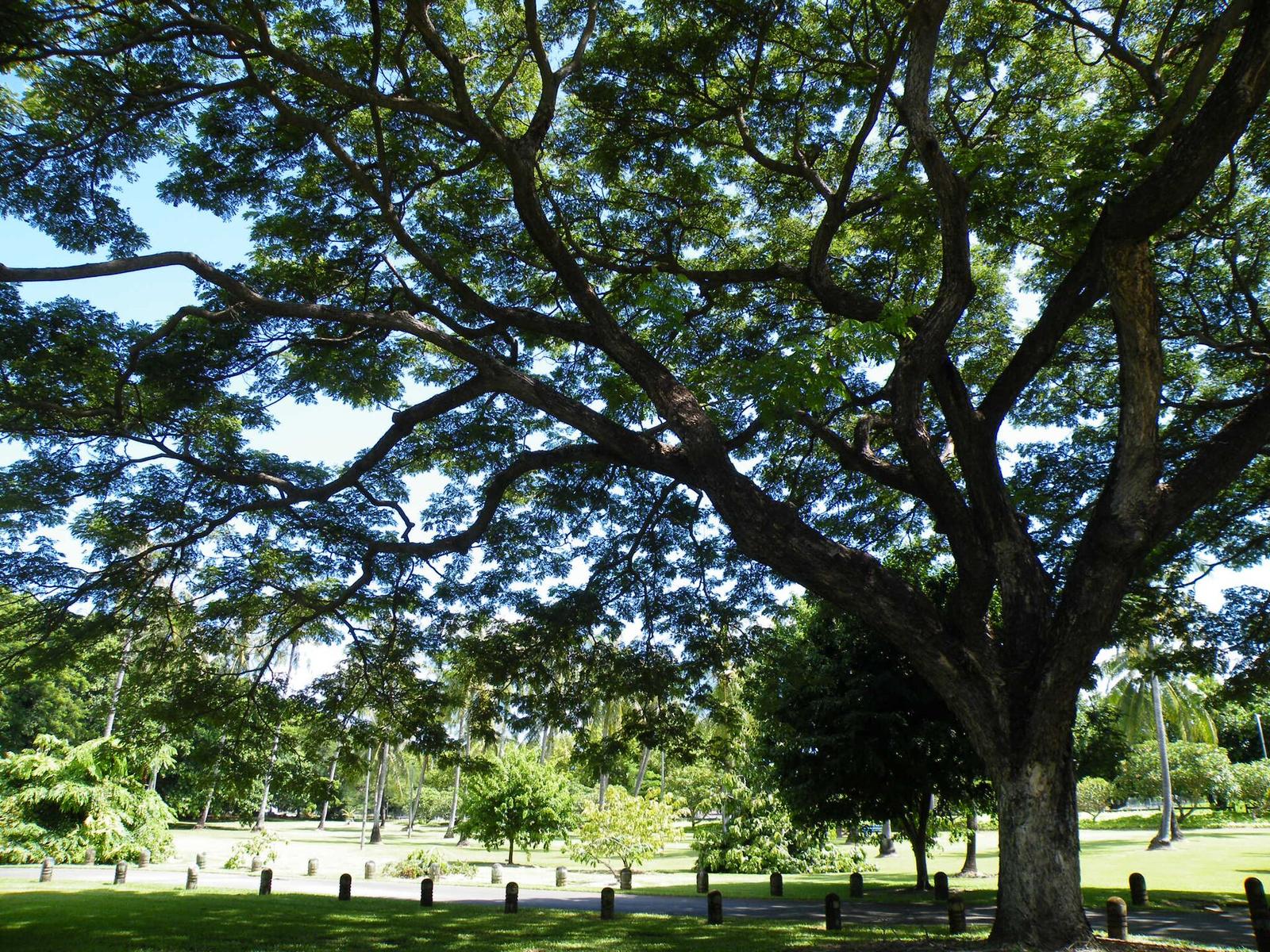 Why Darwin’s Green Spaces Define Its Global Character